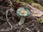 Zöld harmatgomba (Stropharia aeruginosa), Visegrádi-hegység